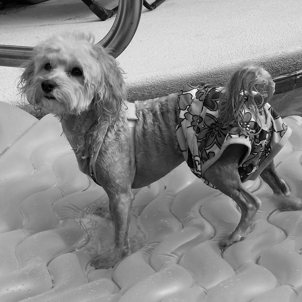 Meet your Posher, Darlene